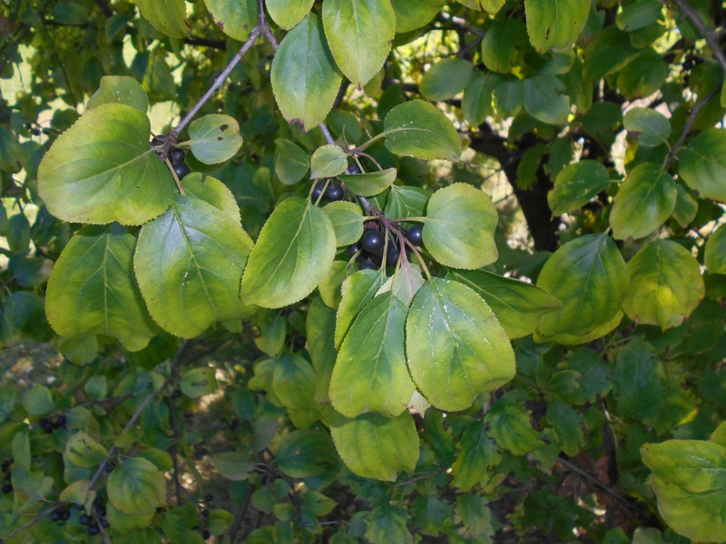 Dahurian Buckthorn photo 4