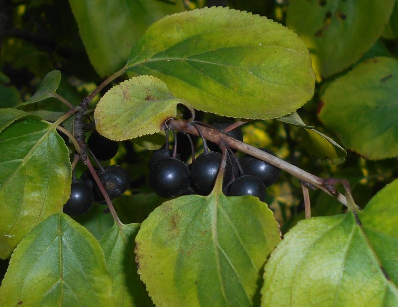 Dahurian Buckthorn photo 5