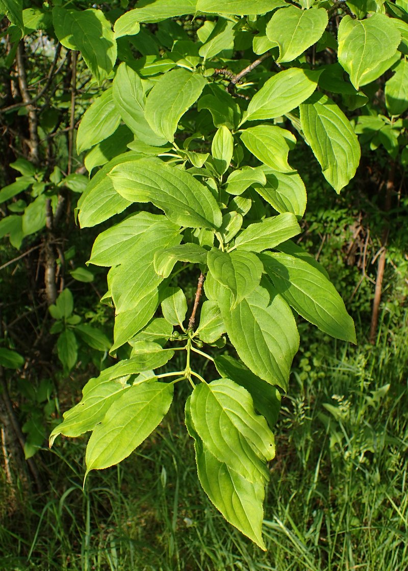 Dahurian Buckthorn photo 6