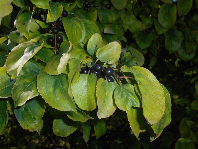 Dahurian Buckthorn