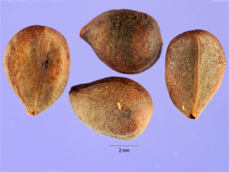 Dahurian Buckthorn photo 2