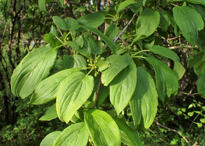 Dahurian Buckthorn photo 3