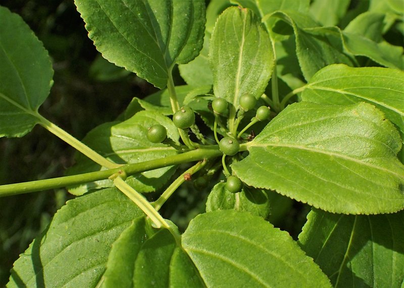 Dahurian Buckthorn photo 7
