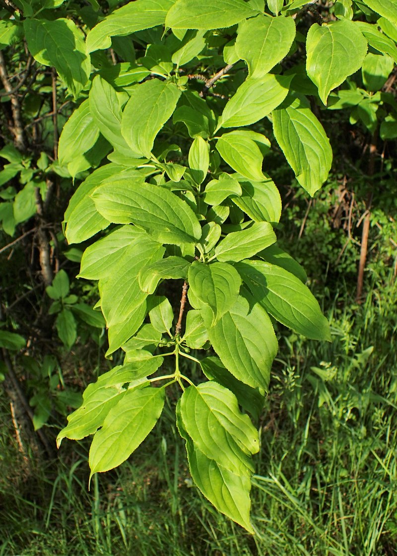 Dahurian Buckthorn photo 8