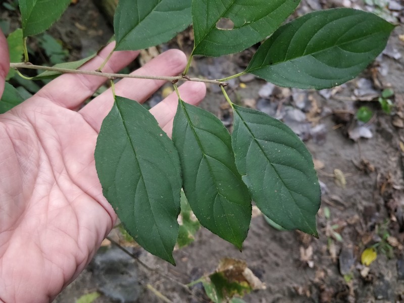 Rhamnus davurica var. davurica