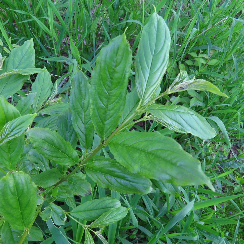 Rhamnus davurica var. davurica photo 2