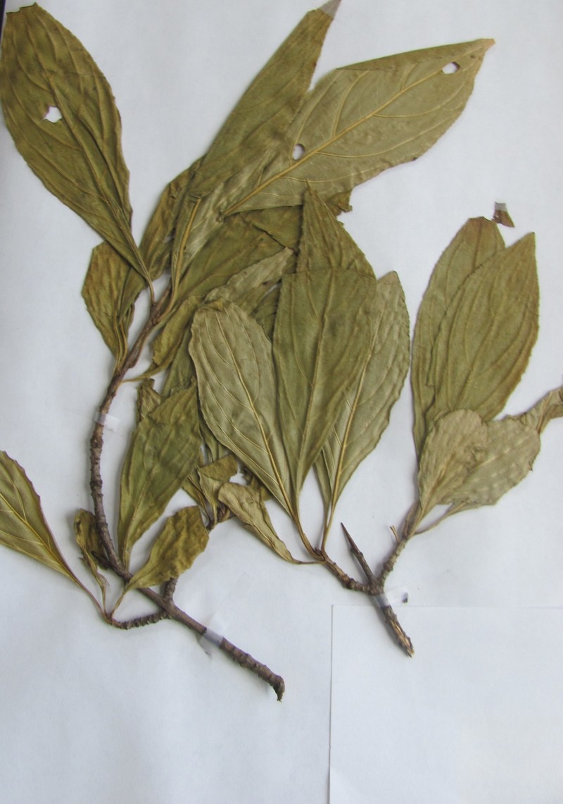 Rhamnus davurica var. davurica photo 3