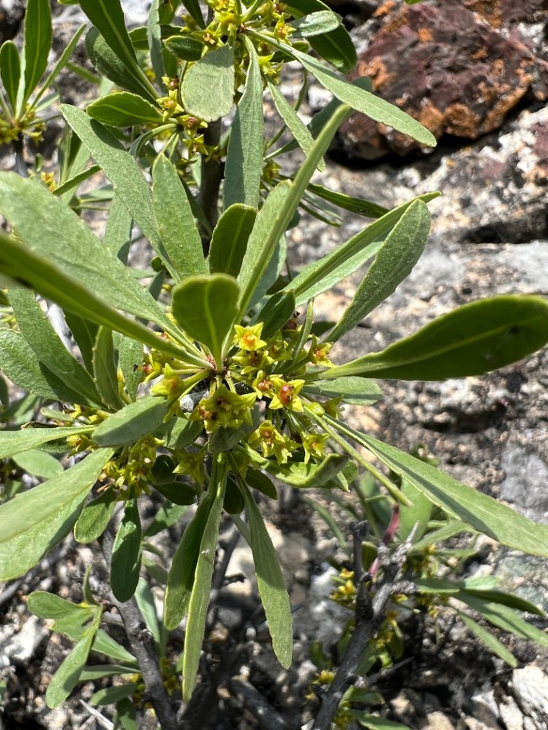 Rhamnus erythroxyloides subsp. erythroxyloides