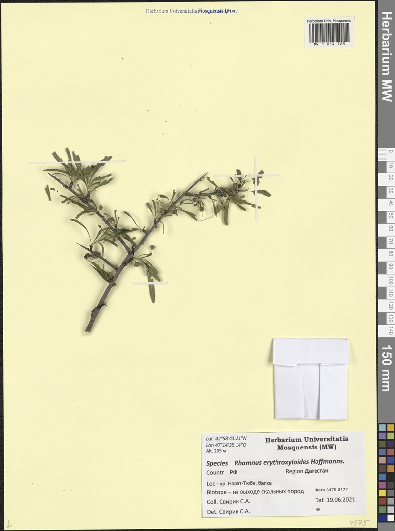 Rhamnus erythroxyloides subsp. erythroxyloides photo 2