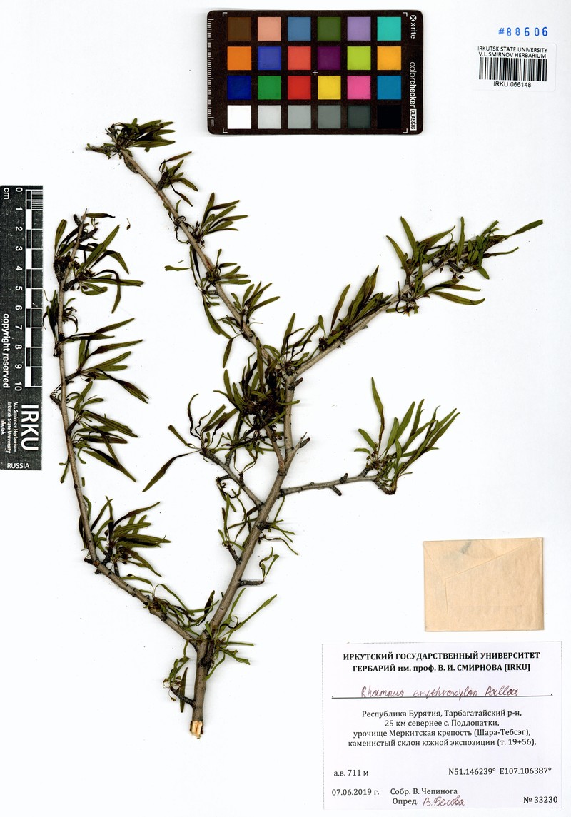 Rhamnus erythroxyloides subsp. erythroxyloides photo 3