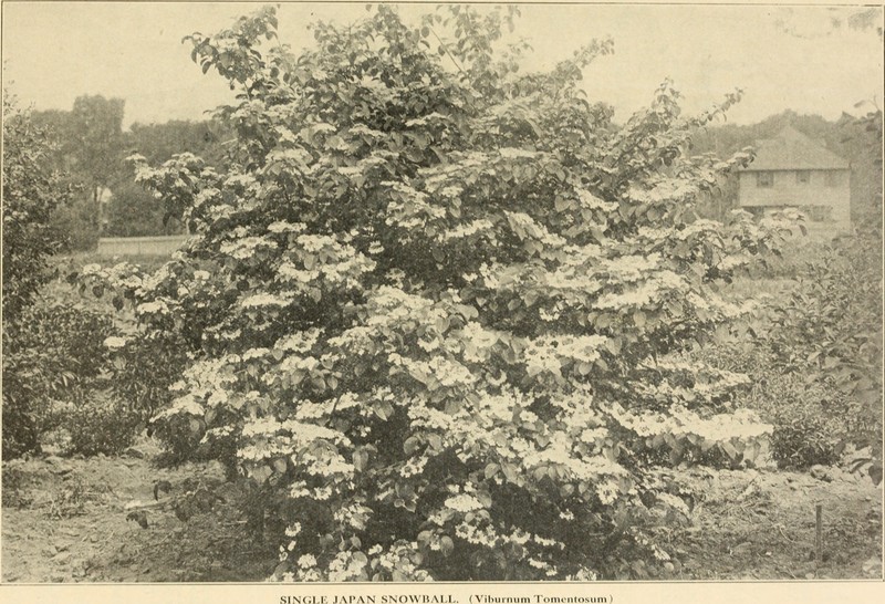 Japanese Buckthorn photo 5