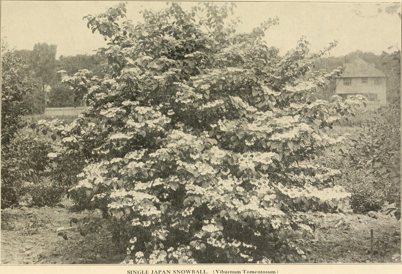 Japanese Buckthorn photo 6