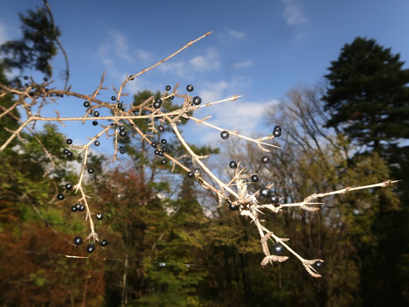 Japanese Buckthorn photo 2