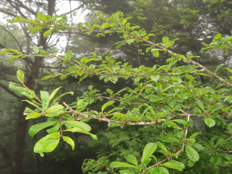 Japanese Buckthorn