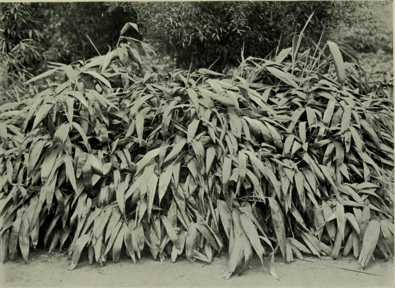 Japanese Buckthorn photo 7