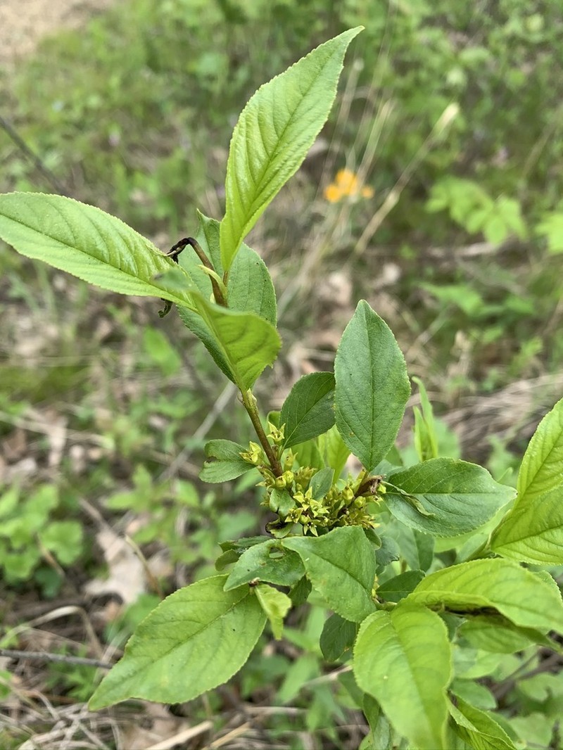 Lanceleaf Buckthorn