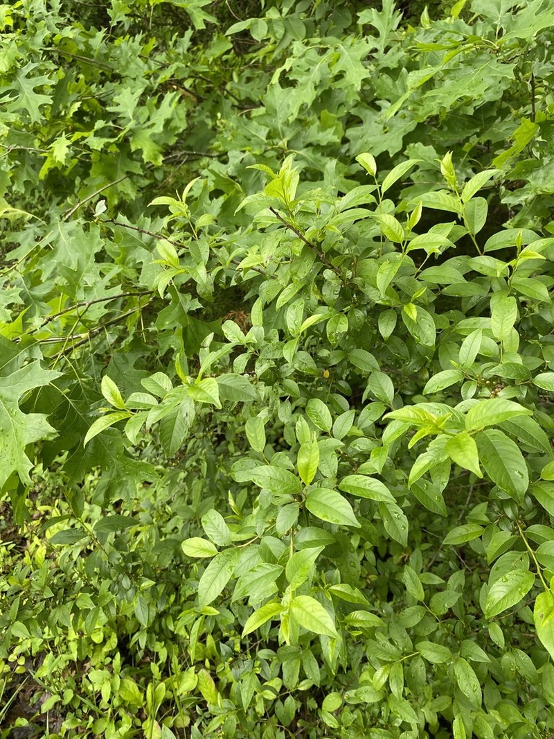 Lanceleaf Buckthorn photo 2