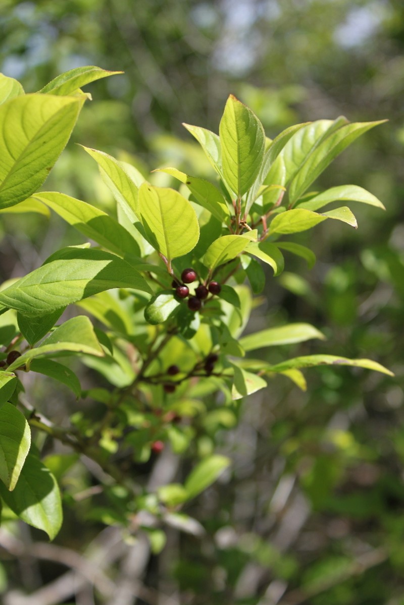 Lanceleaf Buckthorn photo 3