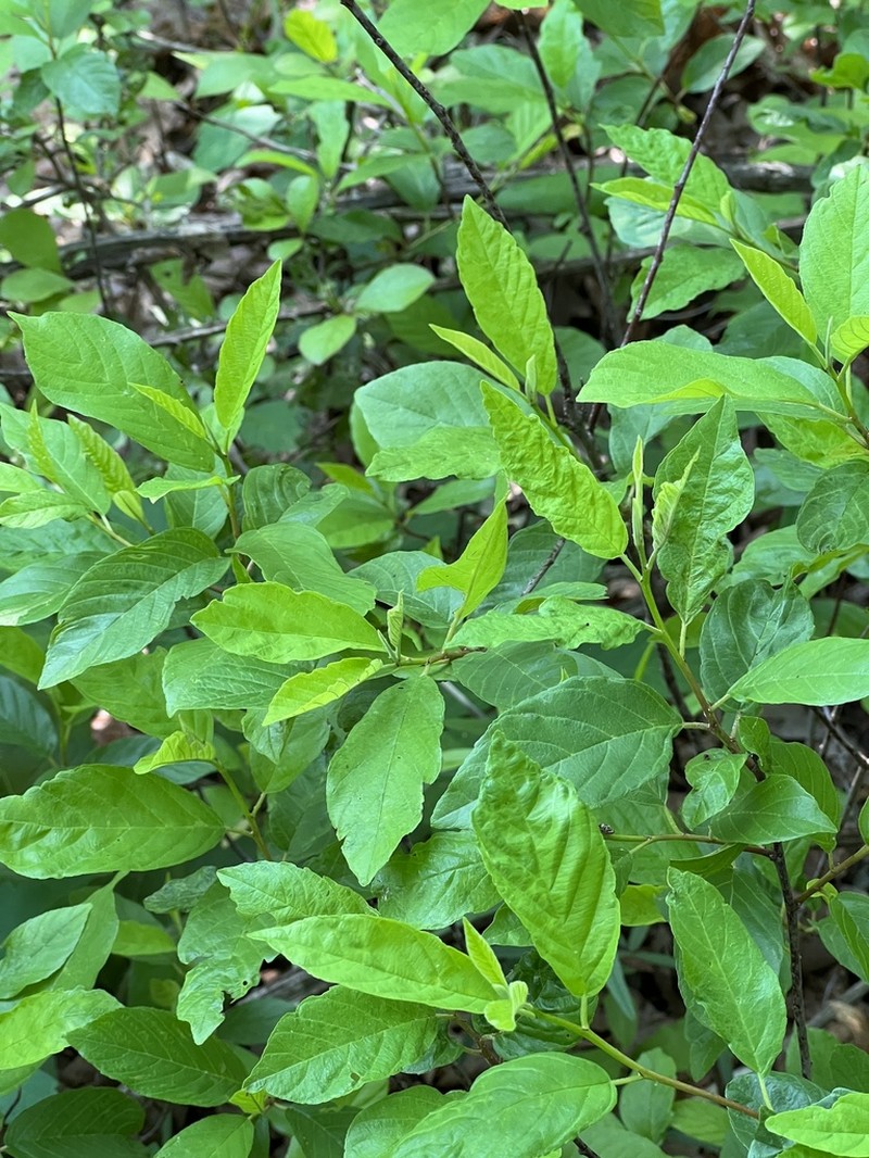 Lanceleaf Buckthorn photo 4