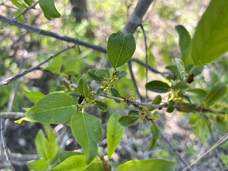 Lanceleaf Buckthorn photo 5