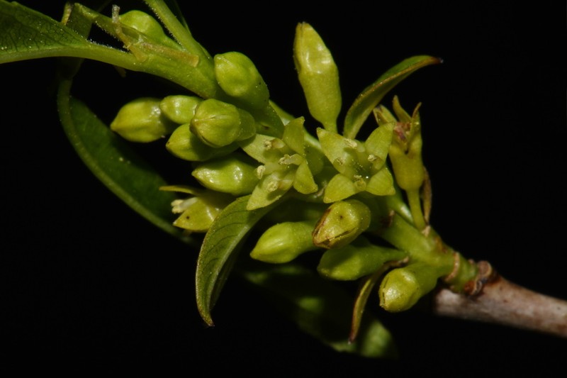 Lanceleaf Buckthorn photo 6