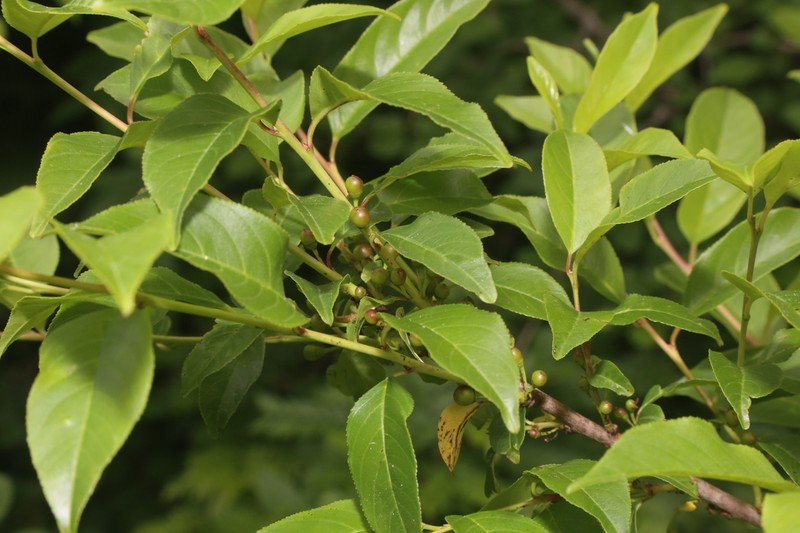 Lanceleaf Buckthorn photo 7