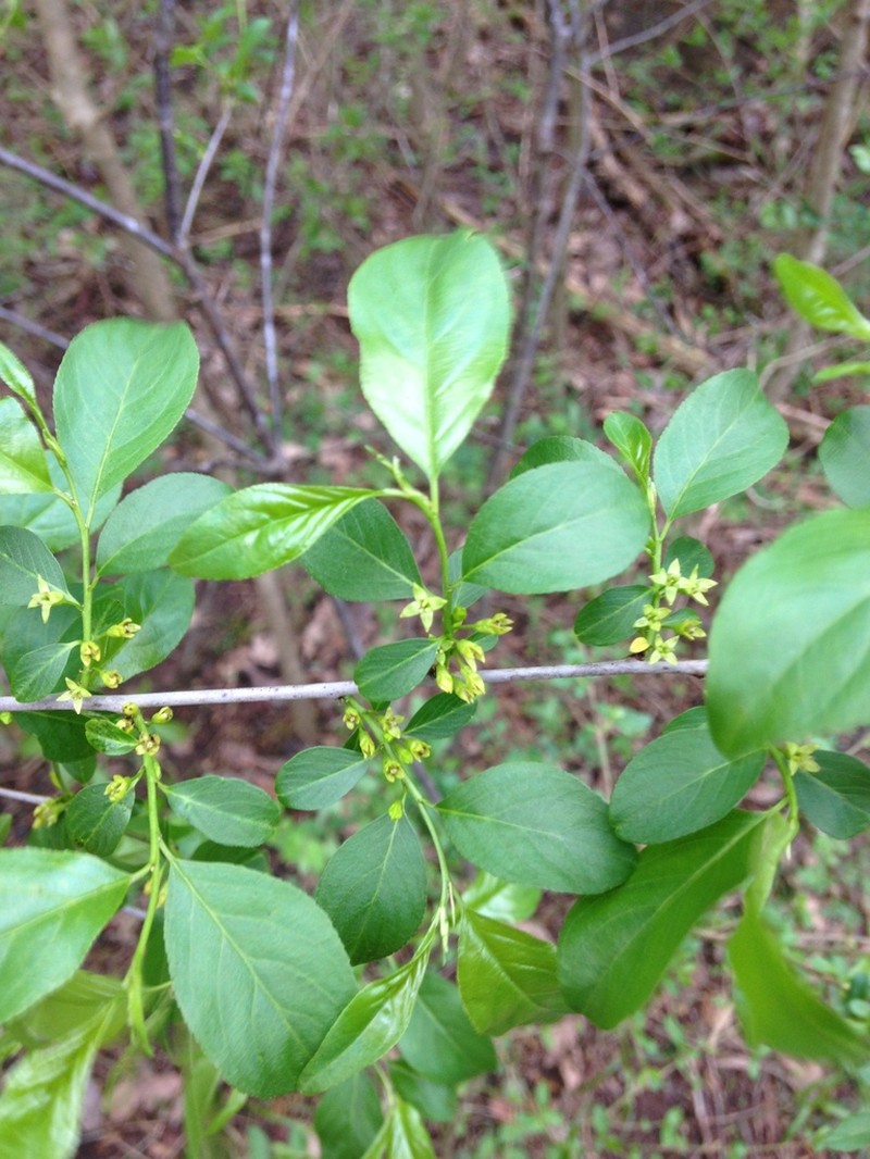 Lanceleaf Buckthorn photo 8