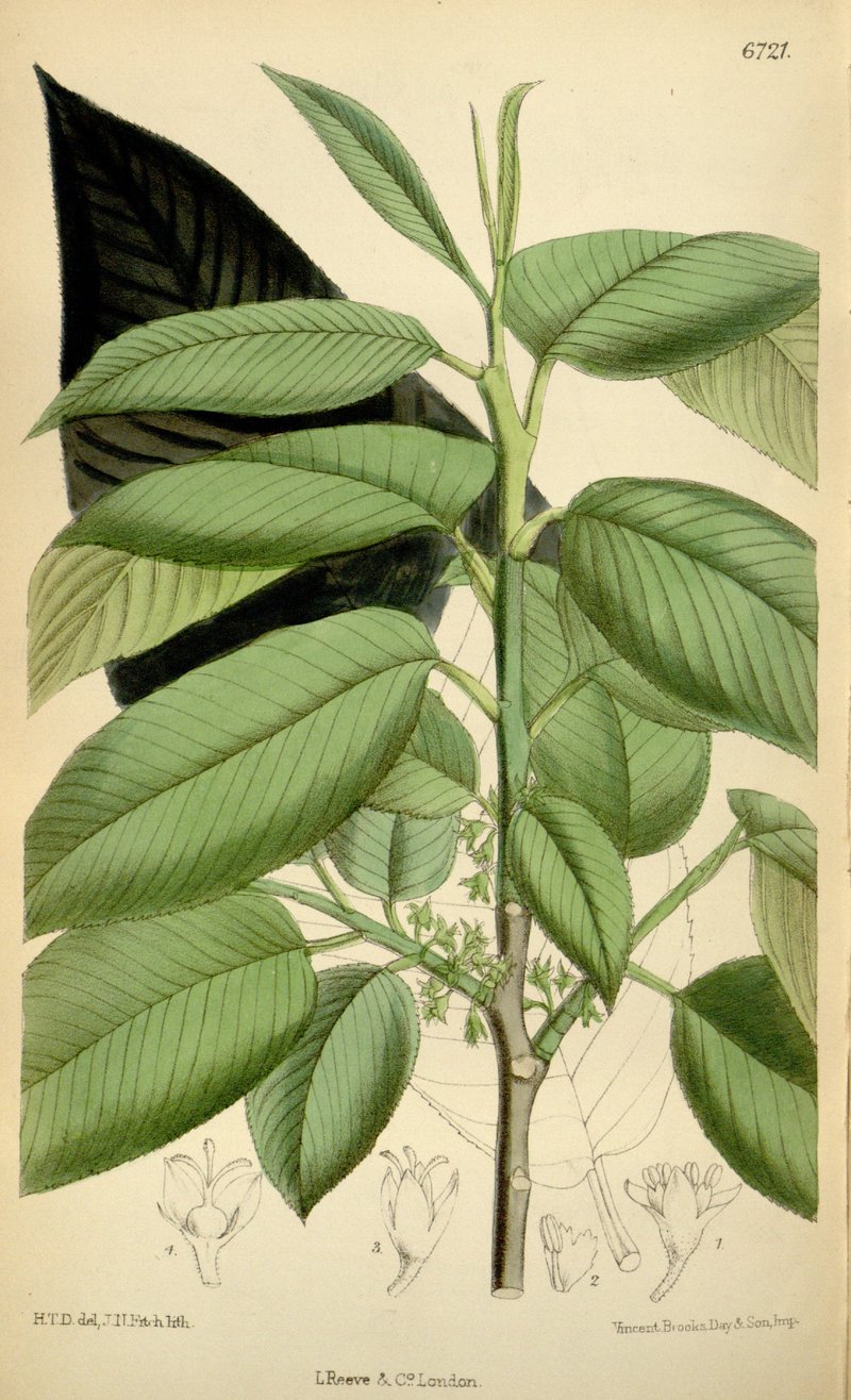 Rhamnus libanotica