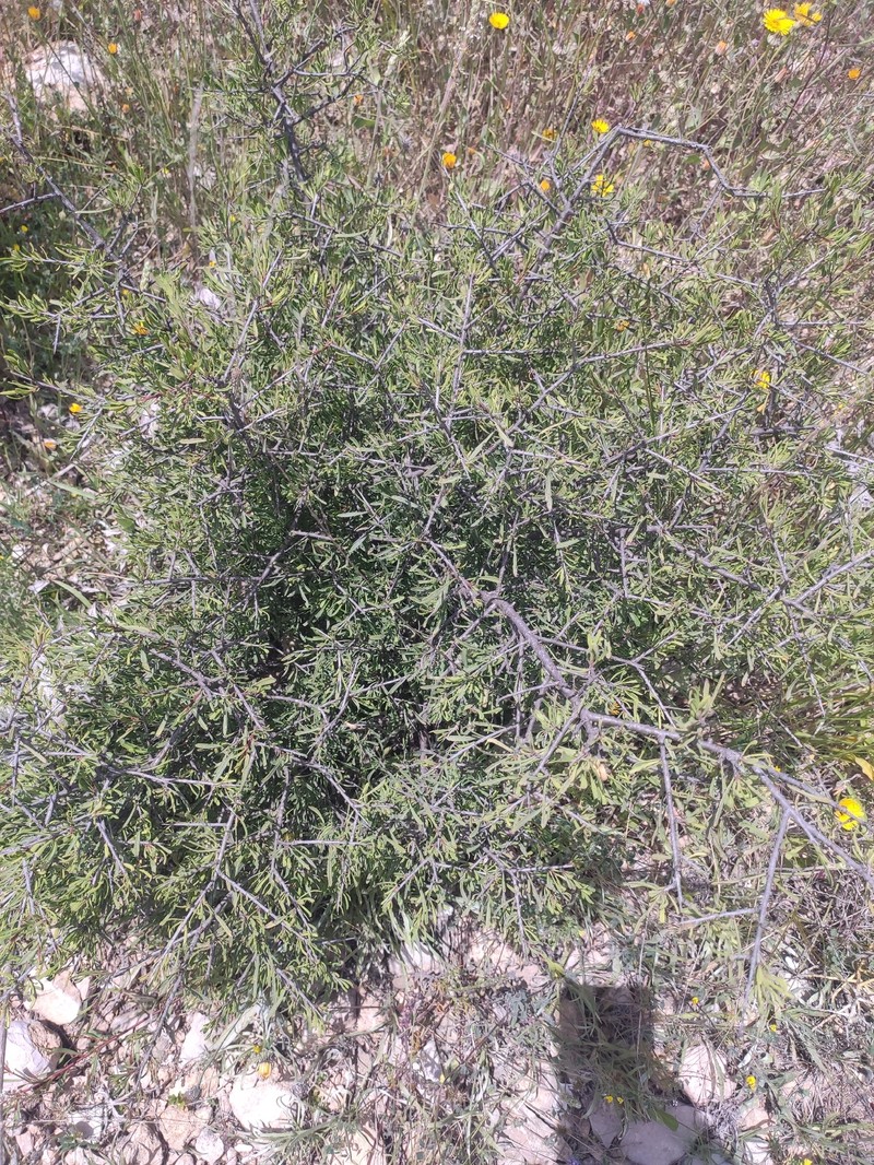 Rhamnus lycioides subsp. lycioides