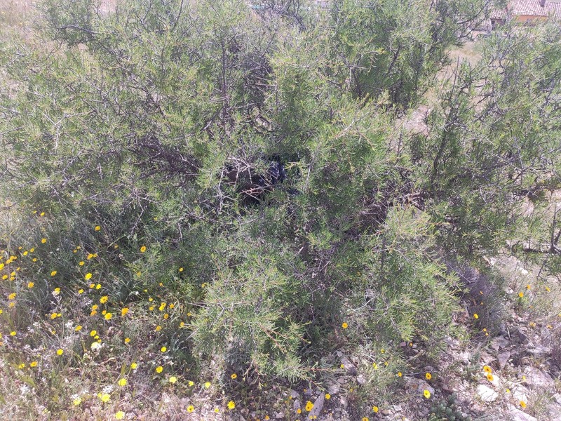 Rhamnus lycioides subsp. lycioides photo 2