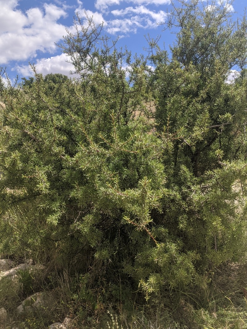 Rhamnus lycioides subsp. lycioides photo 3