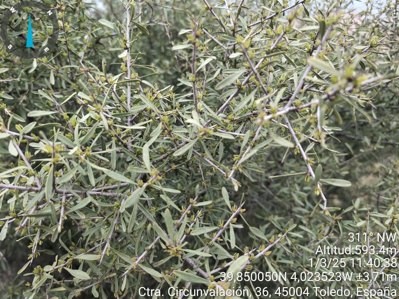 Rhamnus lycioides subsp. lycioides photo 4