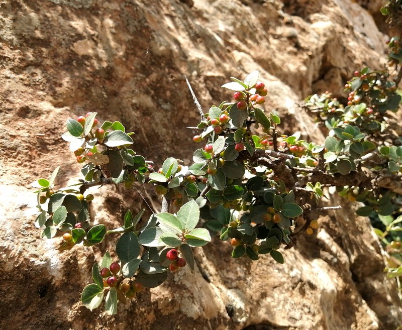 Rhamnus myrtifolia subsp. myrtifolia