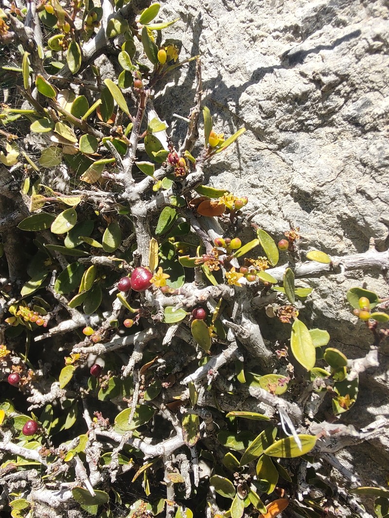Rhamnus myrtifolia subsp. myrtifolia photo 2