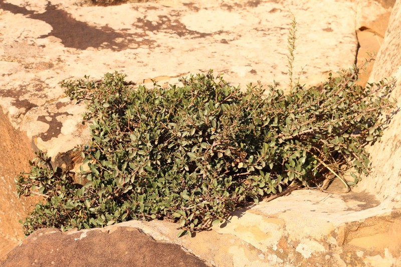 Rhamnus myrtifolia subsp. myrtifolia photo 3