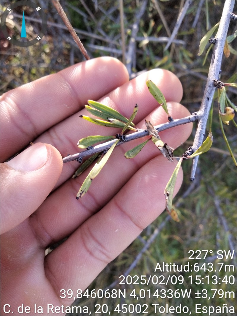Rhamnus oleoides subsp. assoana photo 2