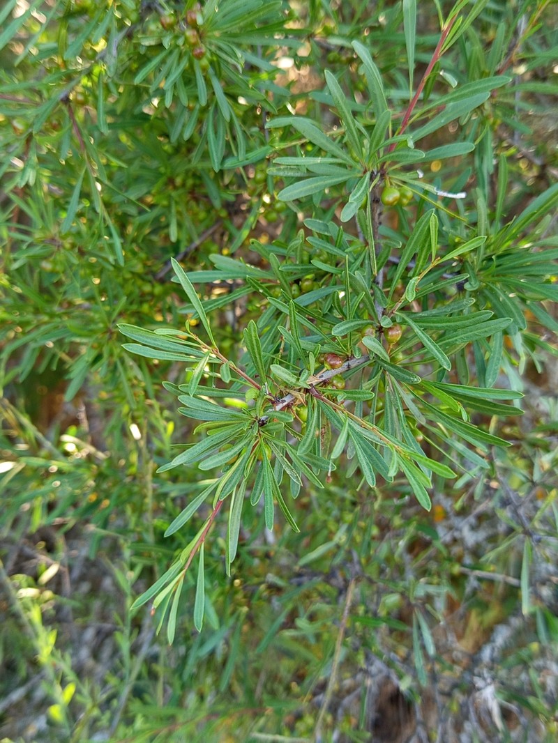 Rhamnus oleoides subsp. assoana photo 3