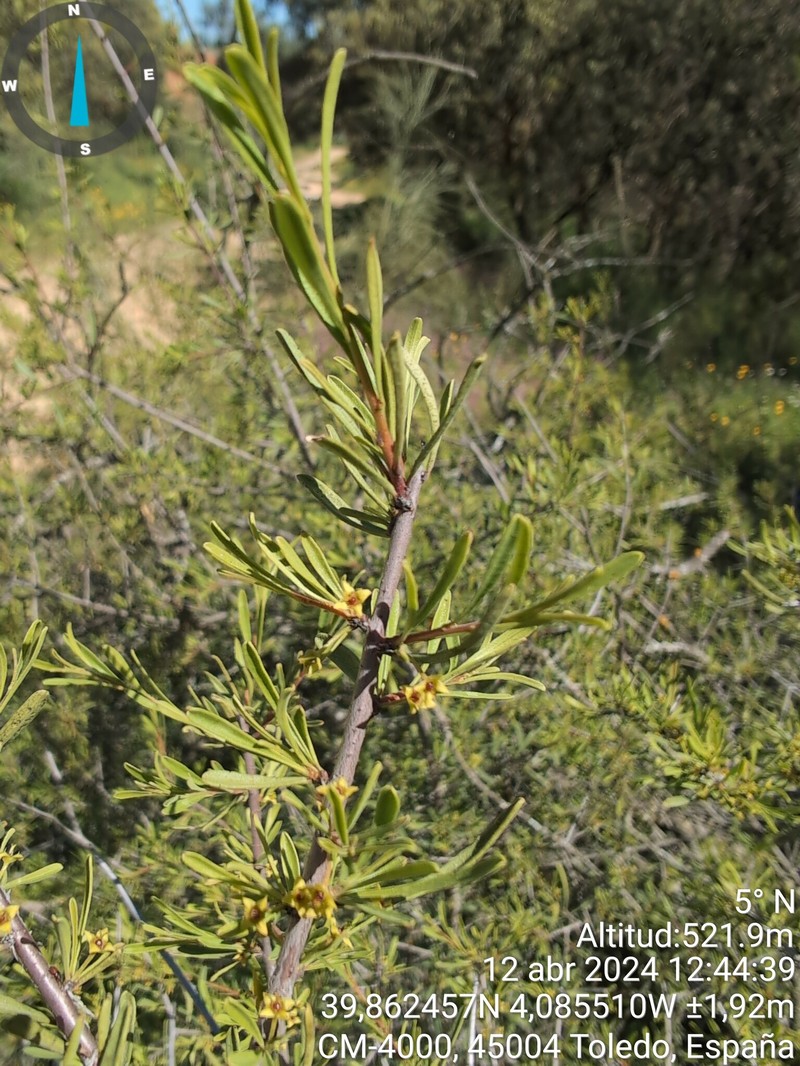 Rhamnus oleoides subsp. assoana photo 4