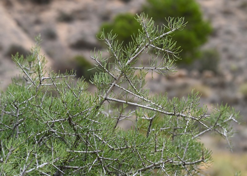 Rhamnus oleoides subsp. assoana