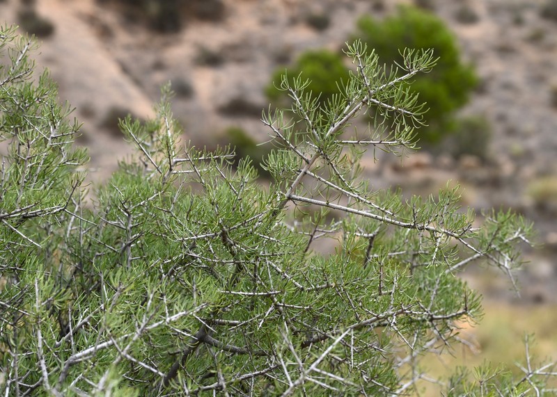Rhamnus oleoides subsp. assoana photo 5