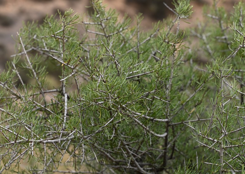 Rhamnus oleoides subsp. assoana photo 6