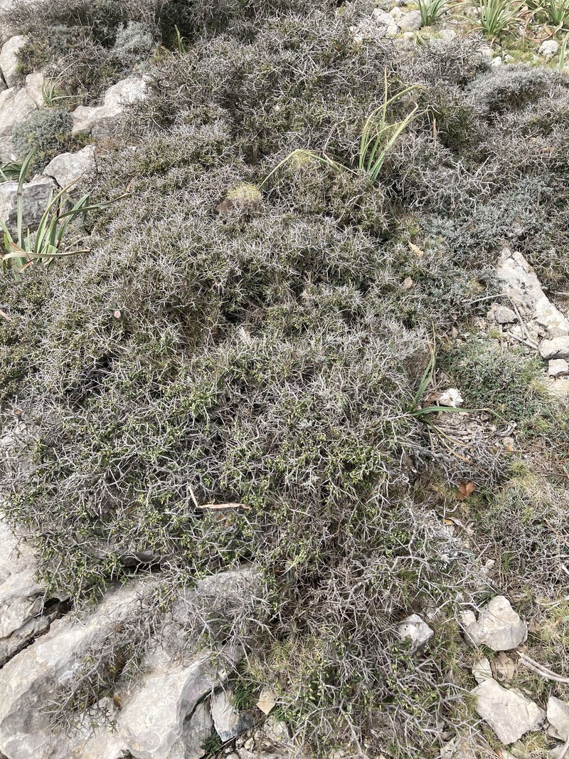 Rhamnus oleoides subsp. bourgaeana