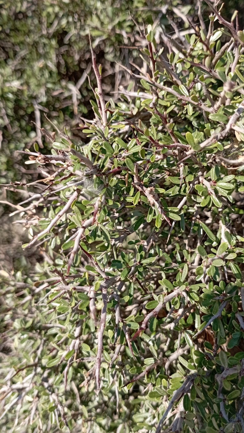 Rhamnus oleoides subsp. bourgaeana photo 2