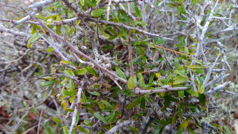 Rhamnus oleoides subsp. bourgaeana photo 3
