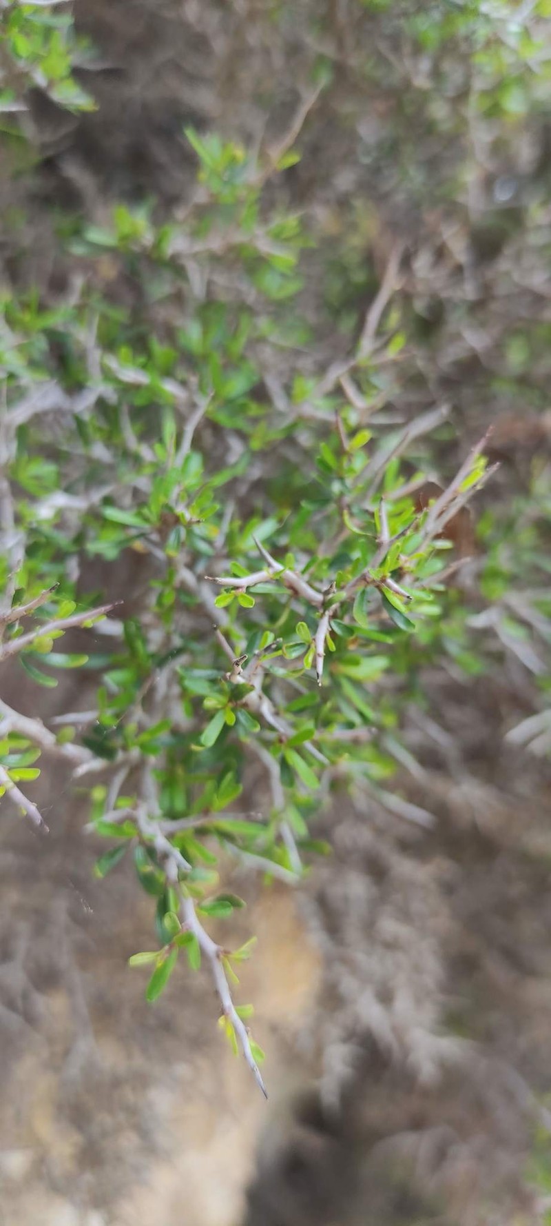 Rhamnus oleoides subsp. bourgaeana photo 4