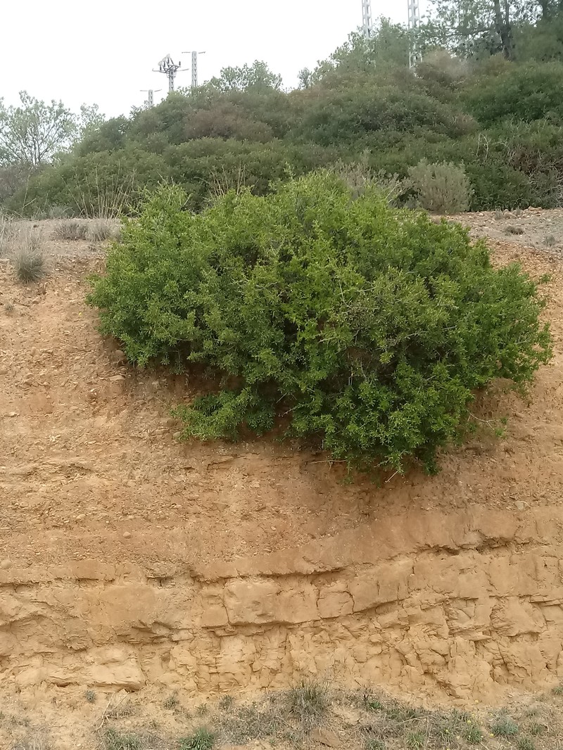 Rhamnus oleoides subsp. oleoides
