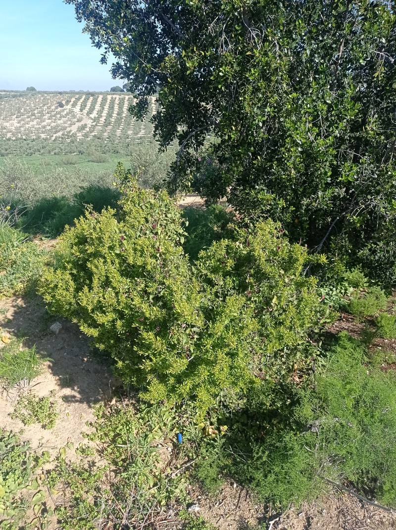 Rhamnus oleoides subsp. oleoides photo 2