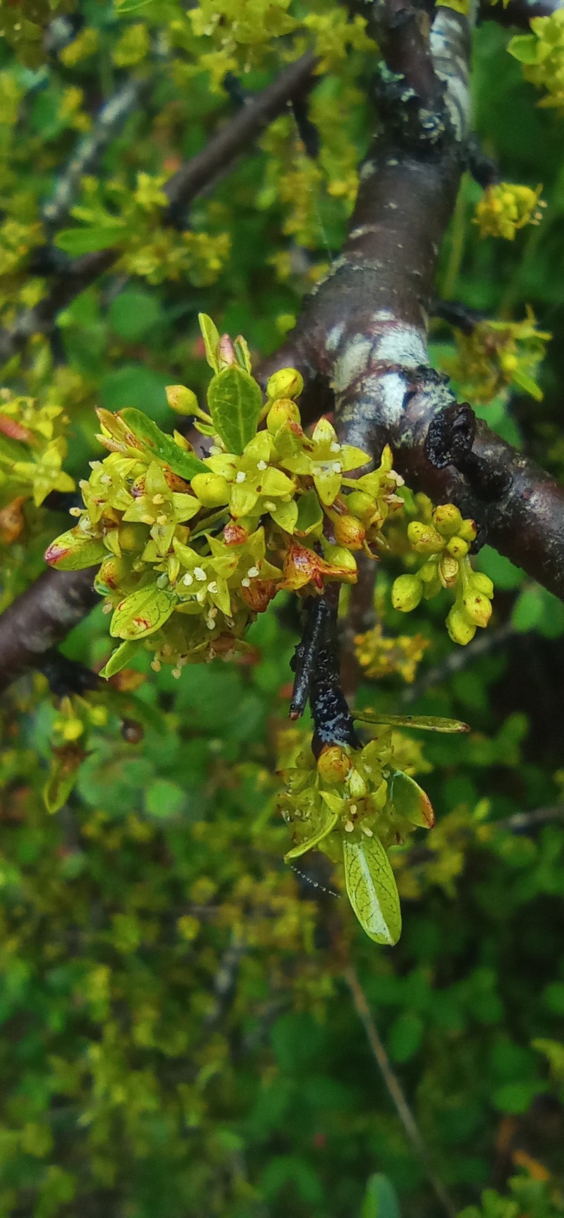 Rhamnus oleoides subsp. oleoides photo 3
