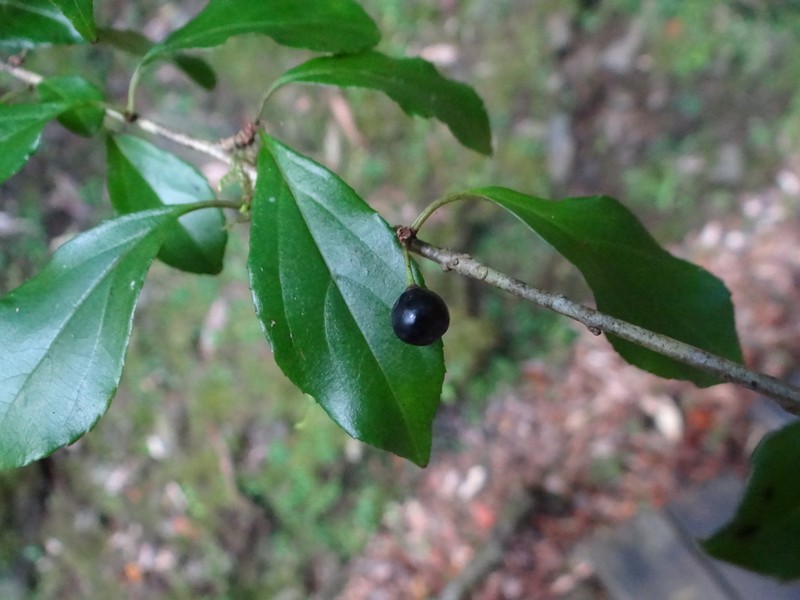 Rhamnus pilushanensis