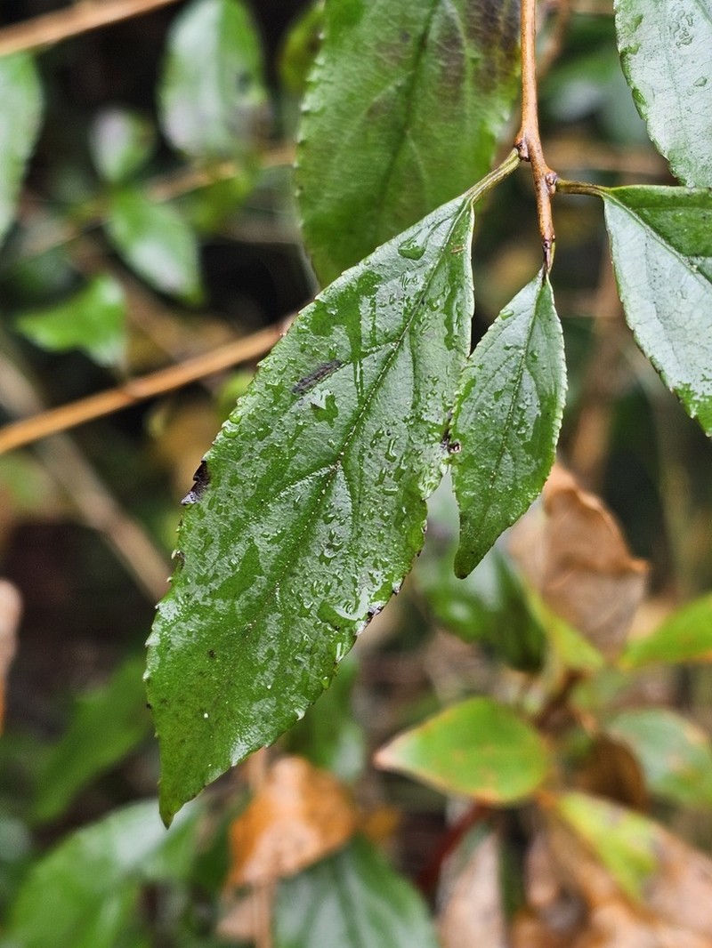 Rhamnus pilushanensis photo 2